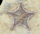 Rare, Cretaceous Starfish (Marocaster) - Large Specimens #48331-3